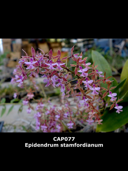 Epidendrum stamfordianum - Dr. Bill's Orchids, LLC