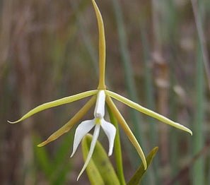 Epidendrum tridens - Dr. Bill's Orchids, LLC