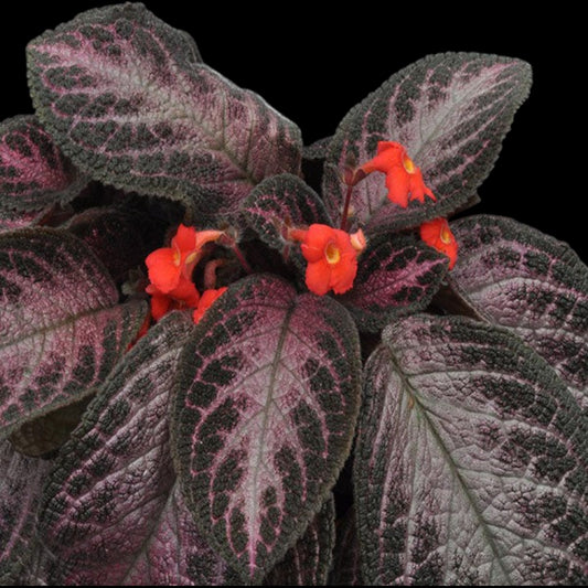 Episcia 'Alice's Aussie' - Dr. Bill's Orchids, LLC