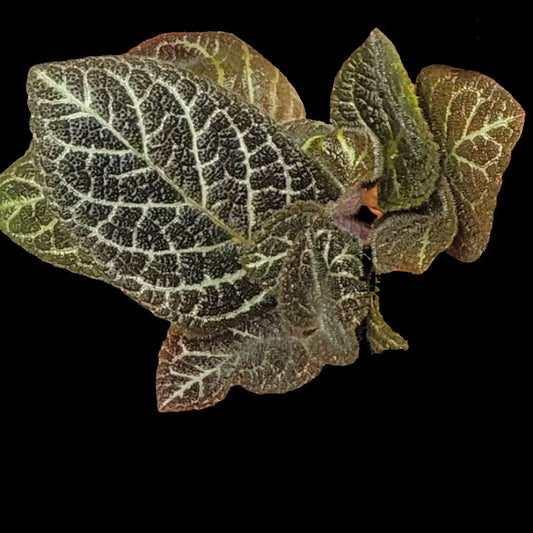 Episcia 'Chocolate Soldier' - Dr. Bill's Orchids, LLC