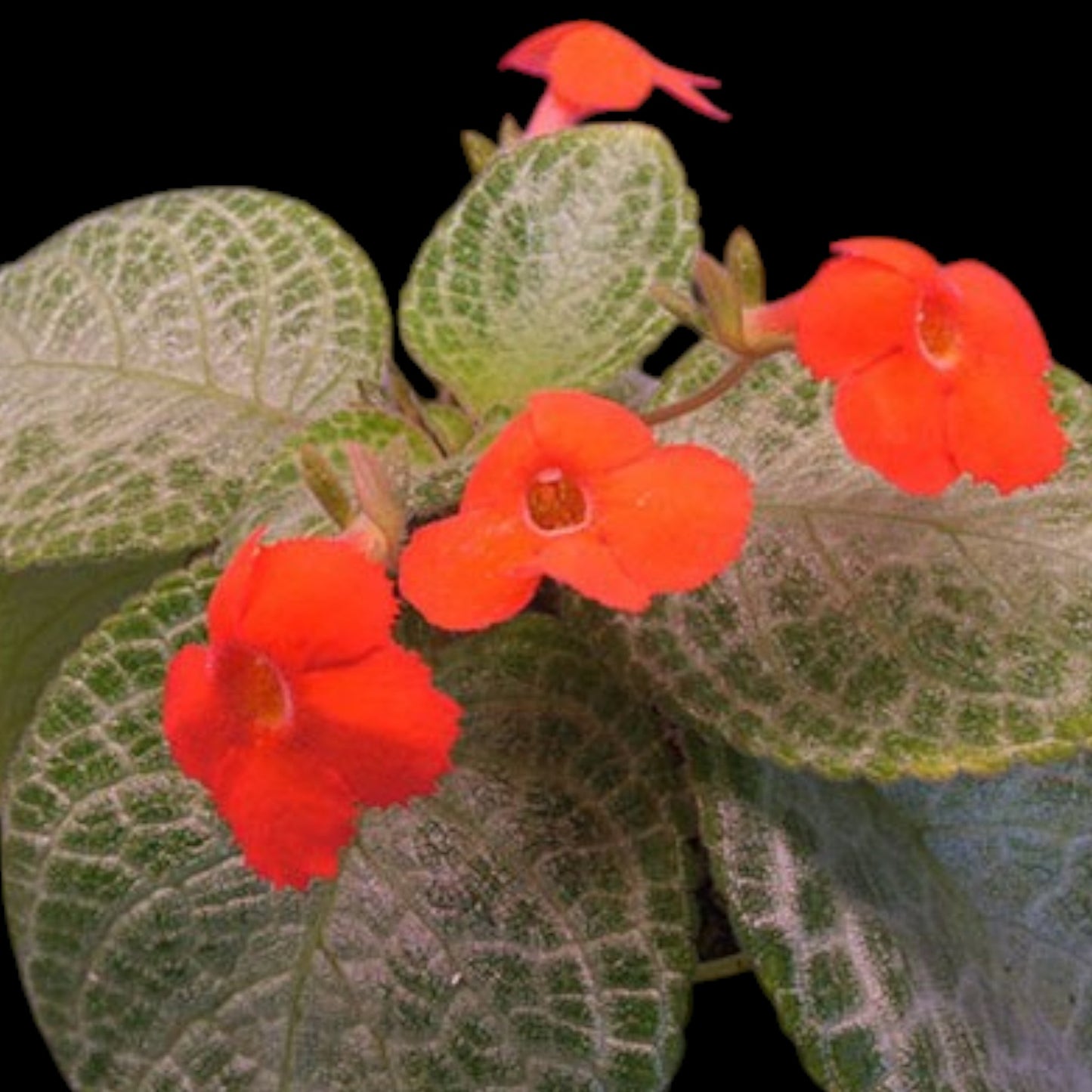 Episcia 'Faded Jade' - Dr. Bill's Orchids, LLC