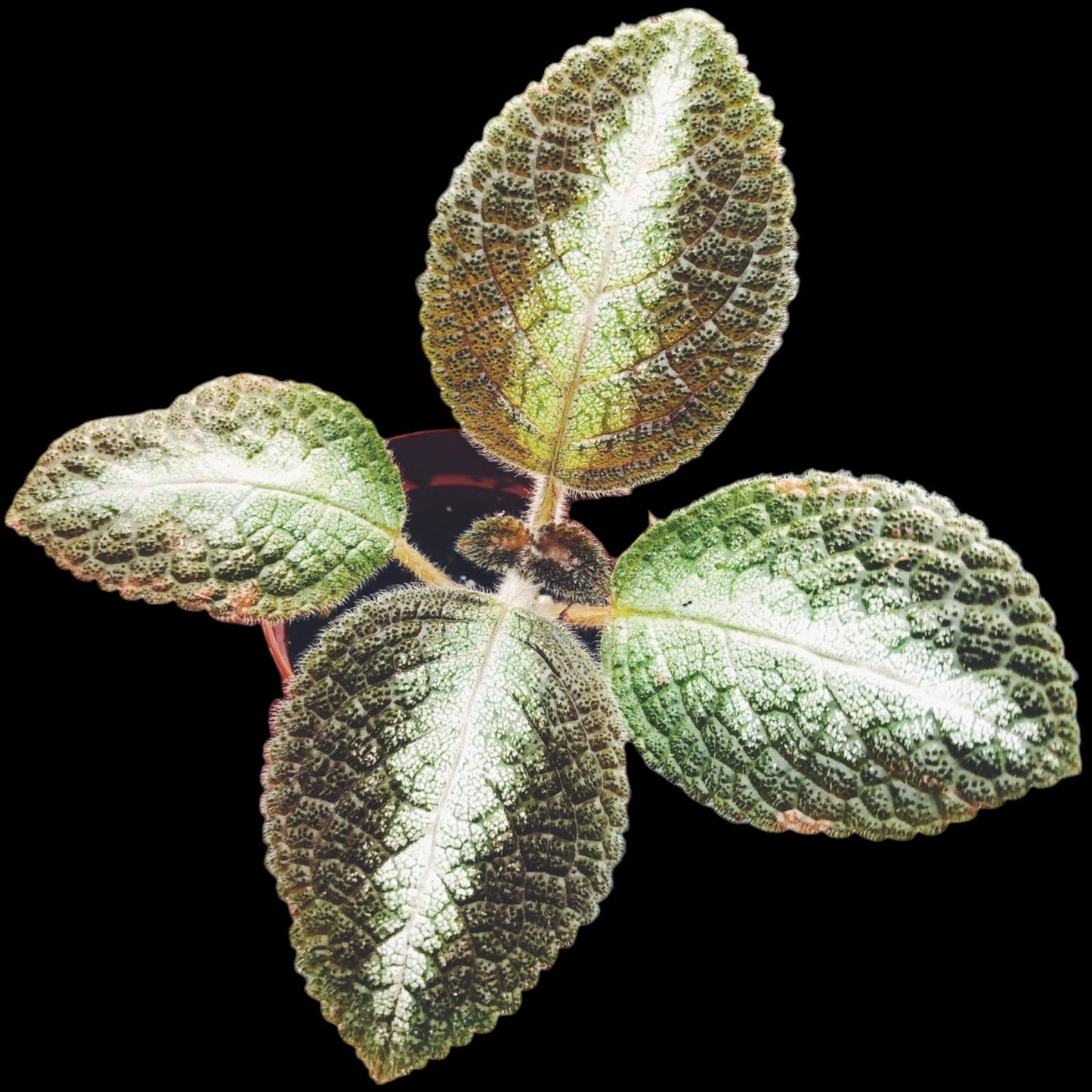 Episcia 'Grey Lady' - Dr. Bill's Orchids, LLC