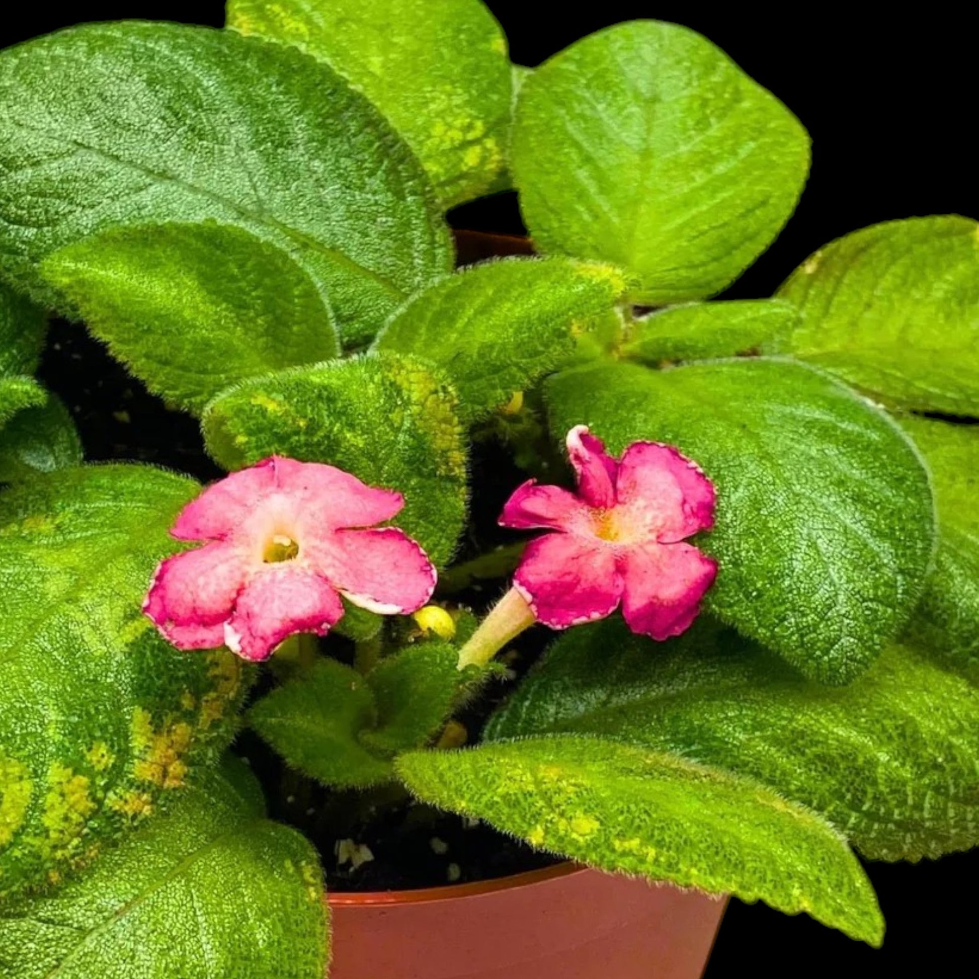 Episcia 'Lil Lemon' - Dr. Bill's Orchids, LLC