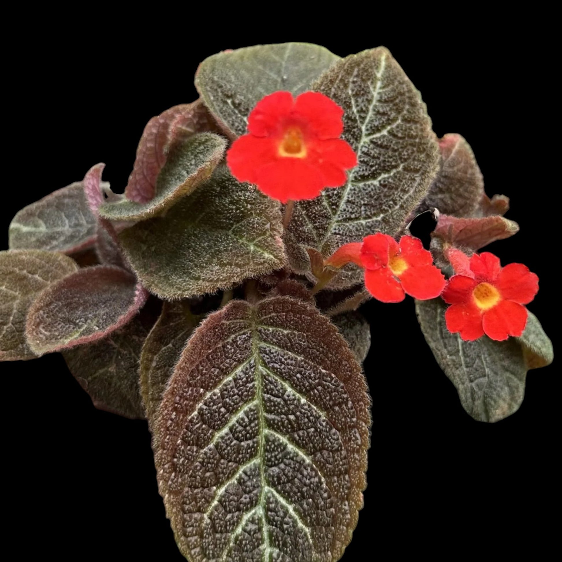 Episcia 'Longwood Gardens' - Dr. Bill's Orchids, LLC