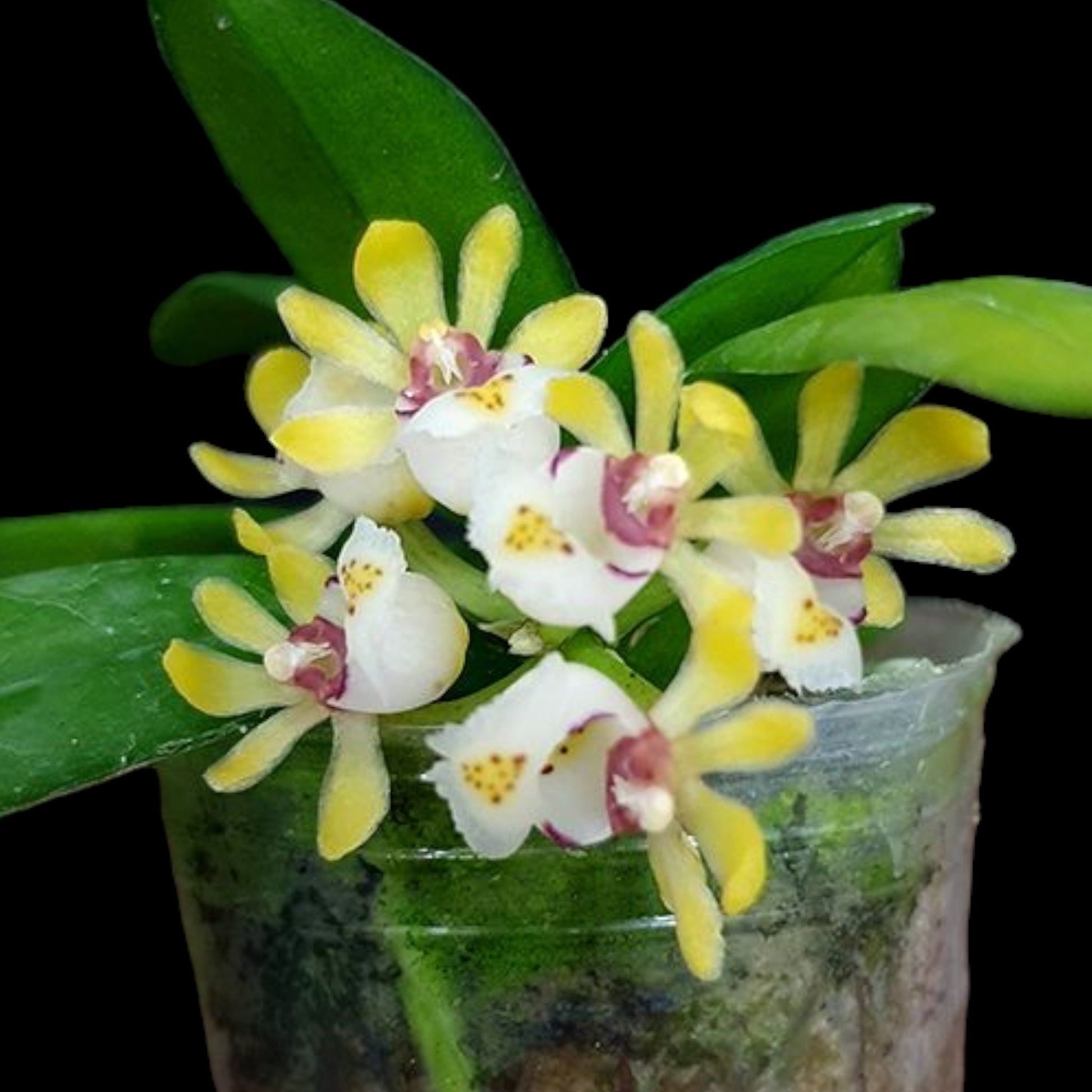 Gastrochilus japonicus - Dr. Bill's Orchids, LLC