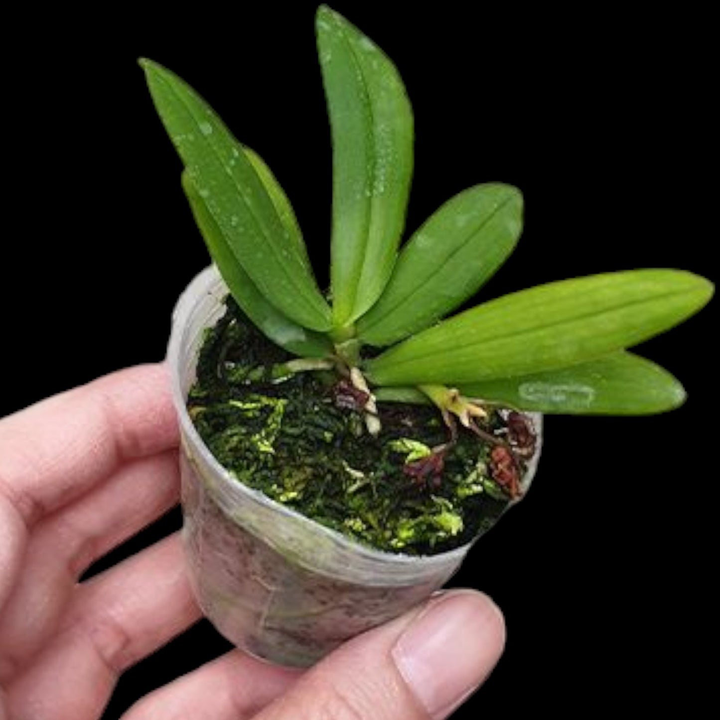 Gastrochilus japonicus - Dr. Bill's Orchids, LLC