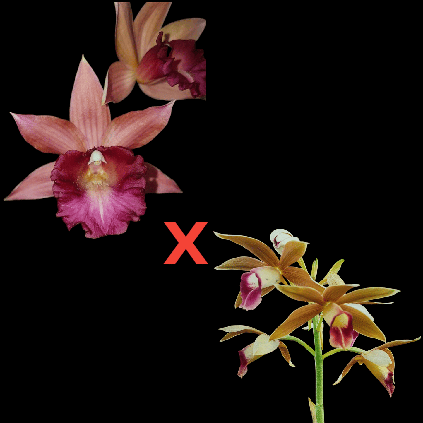 Gastrophaius Donpons Pink Lady - Dr. Bill's Orchids, LLC