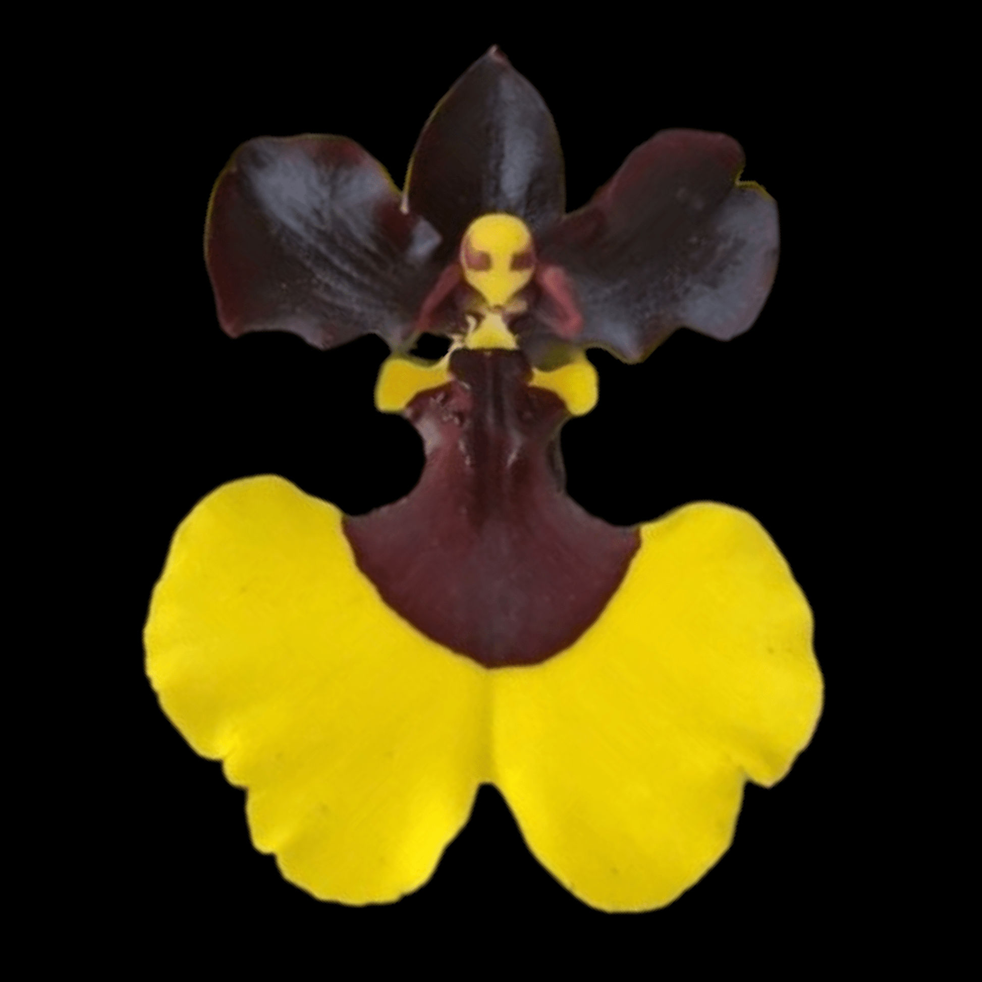 Gomesa Jiaho Queen 'Jia Ho' FCC/AOS, GM/TOGA - Dr. Bill's Orchids, LLC