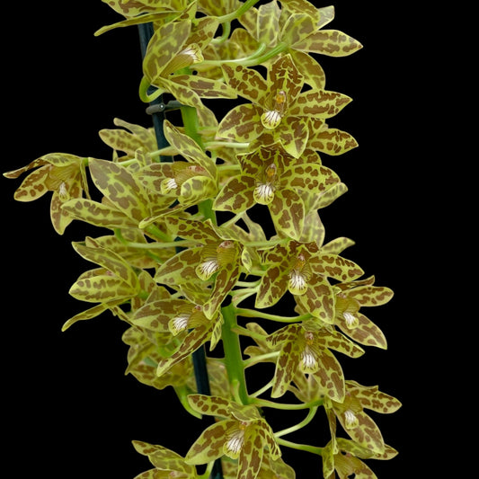 Gram scriptum var citrinum 'compact leopard' x self - Dr. Bill's Orchids, LLC