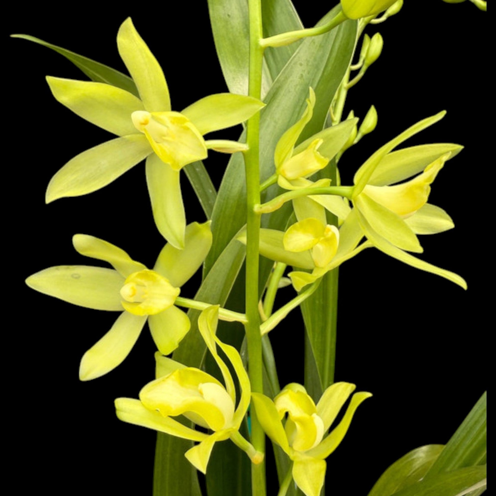 Grcym. Mem Nathan Newman - Dr. Bill's Orchids, LLC