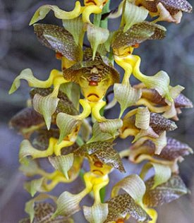 Grobya amherstiae - Dr. Bill's Orchids, LLC