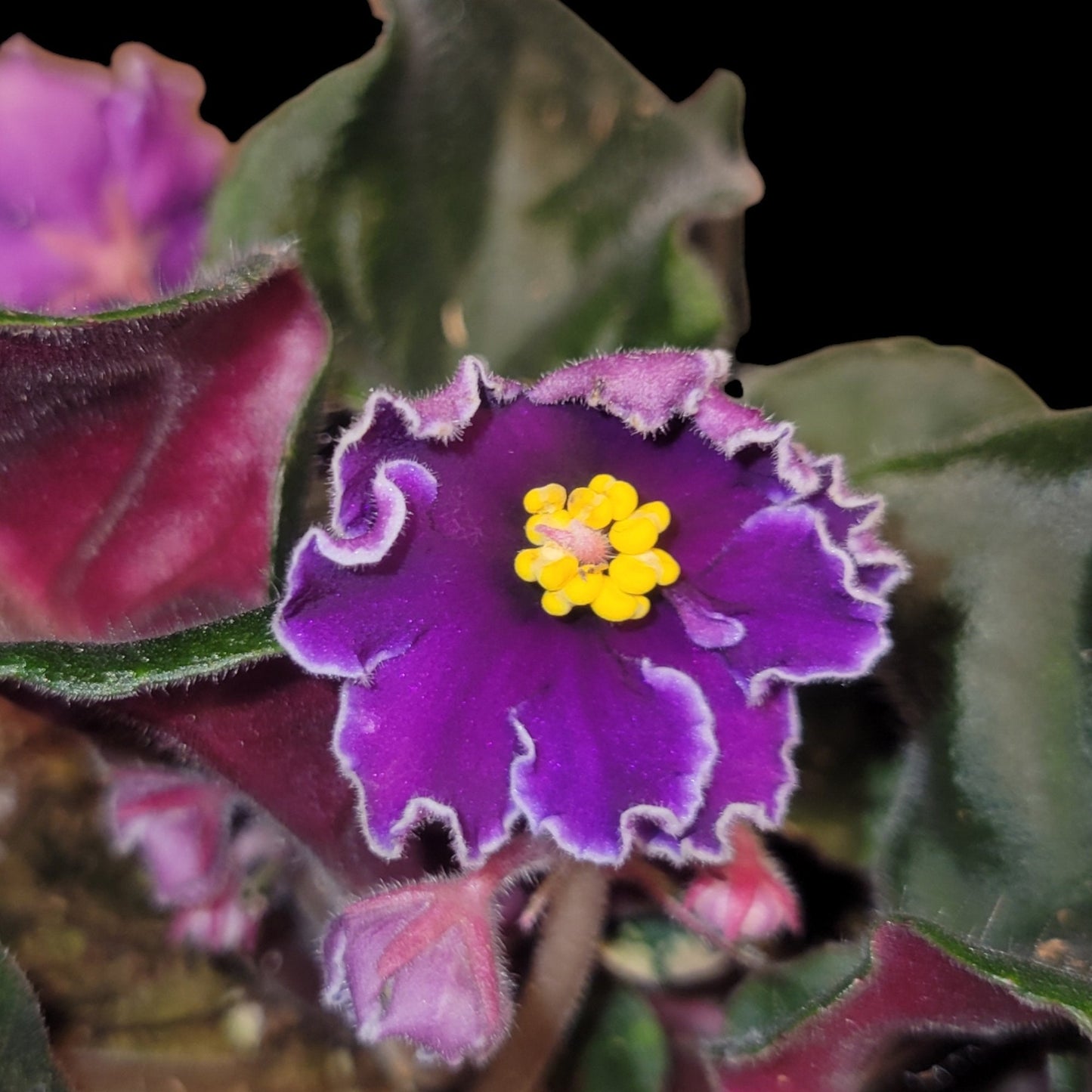 Grower pick 4 inch African Violet - Dr. Bill's Orchids, LLC