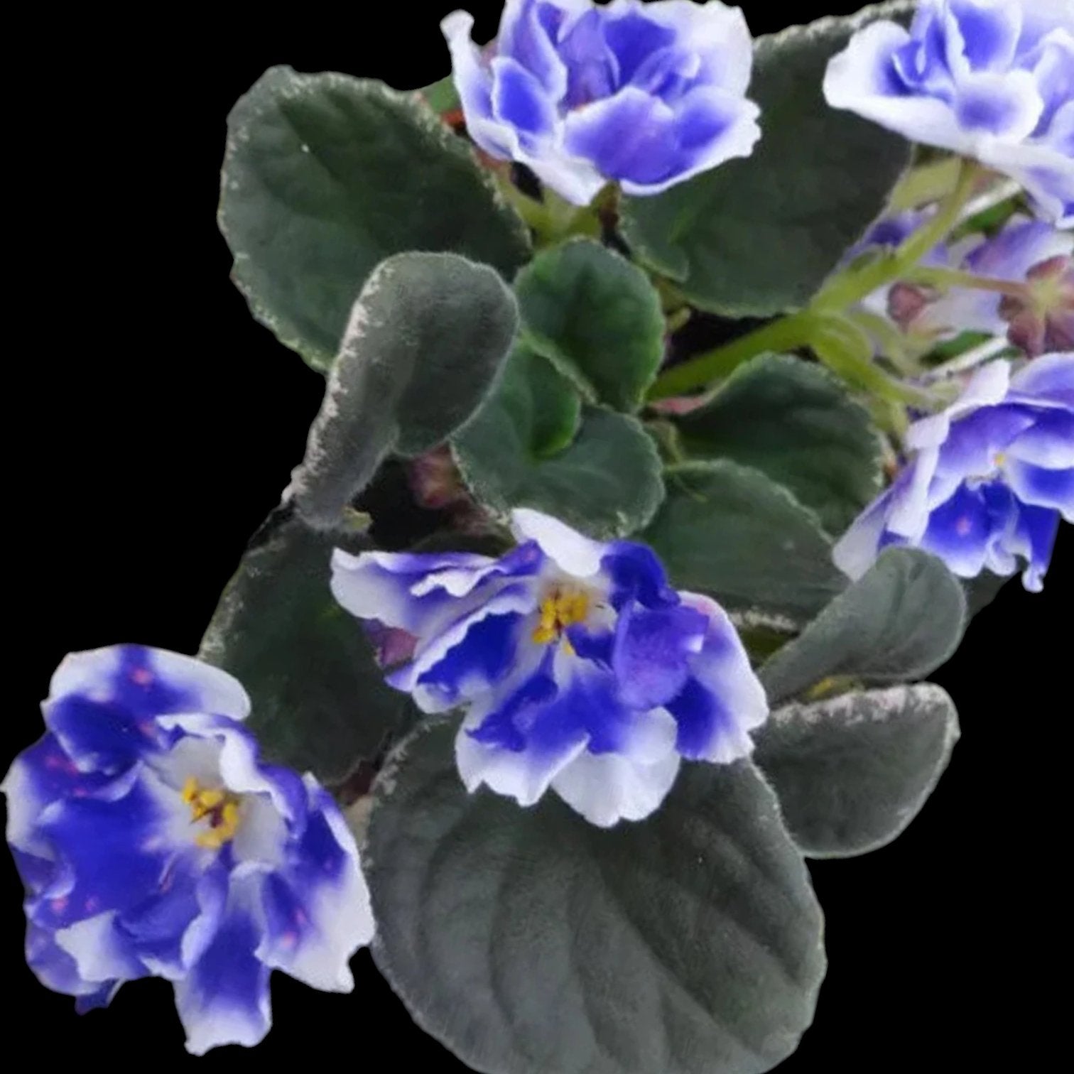 Grower pick 4 inch African Violet - Dr. Bill's Orchids, LLC