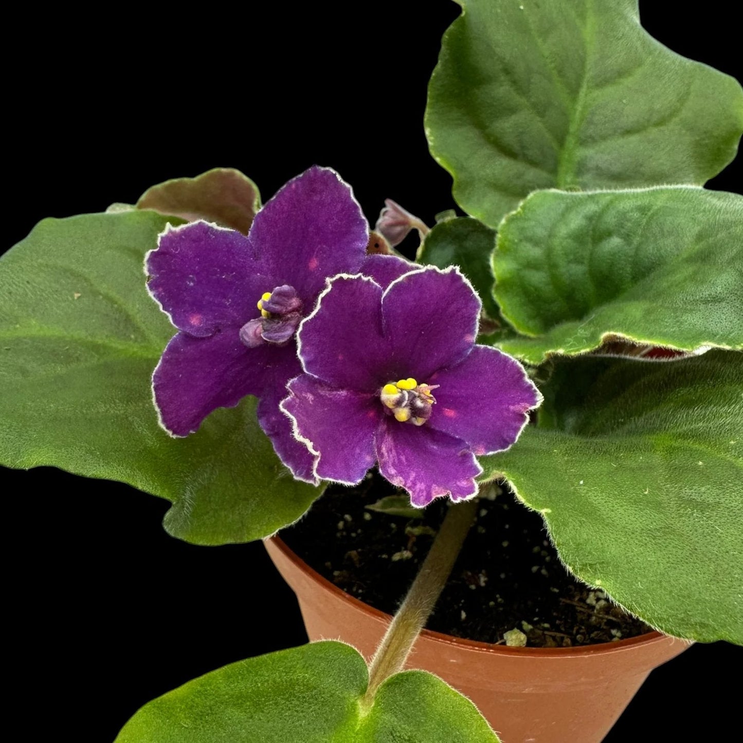 Grower pick 4 inch African Violet - Dr. Bill's Orchids, LLC