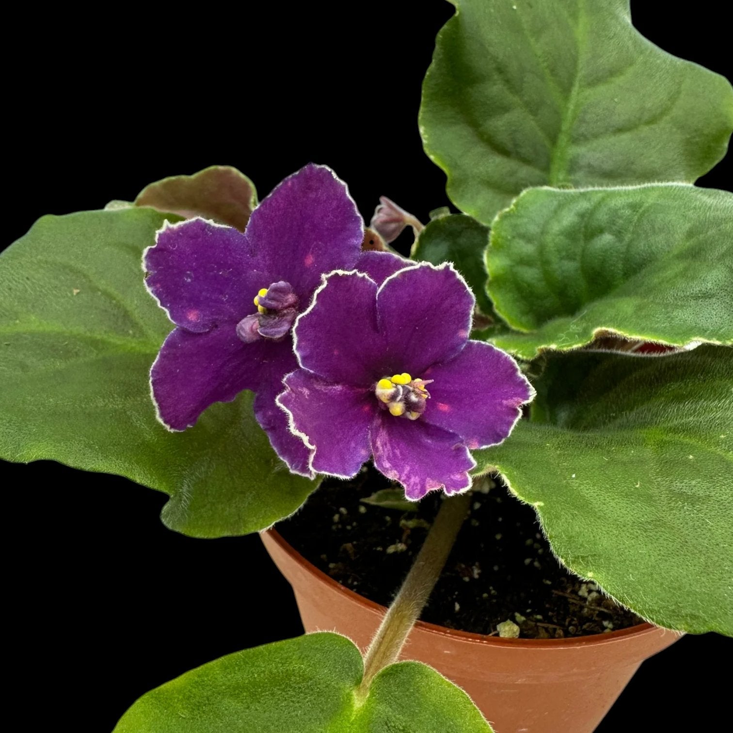 Grower pick 4 inch African Violet - Dr. Bill's Orchids, LLC