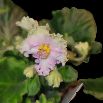 Grower pick 4 inch African Violet - Dr. Bill's Orchids, LLC