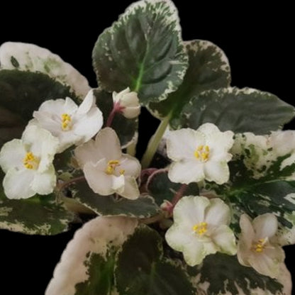 Grower pick 4 inch African Violet - Dr. Bill's Orchids, LLC