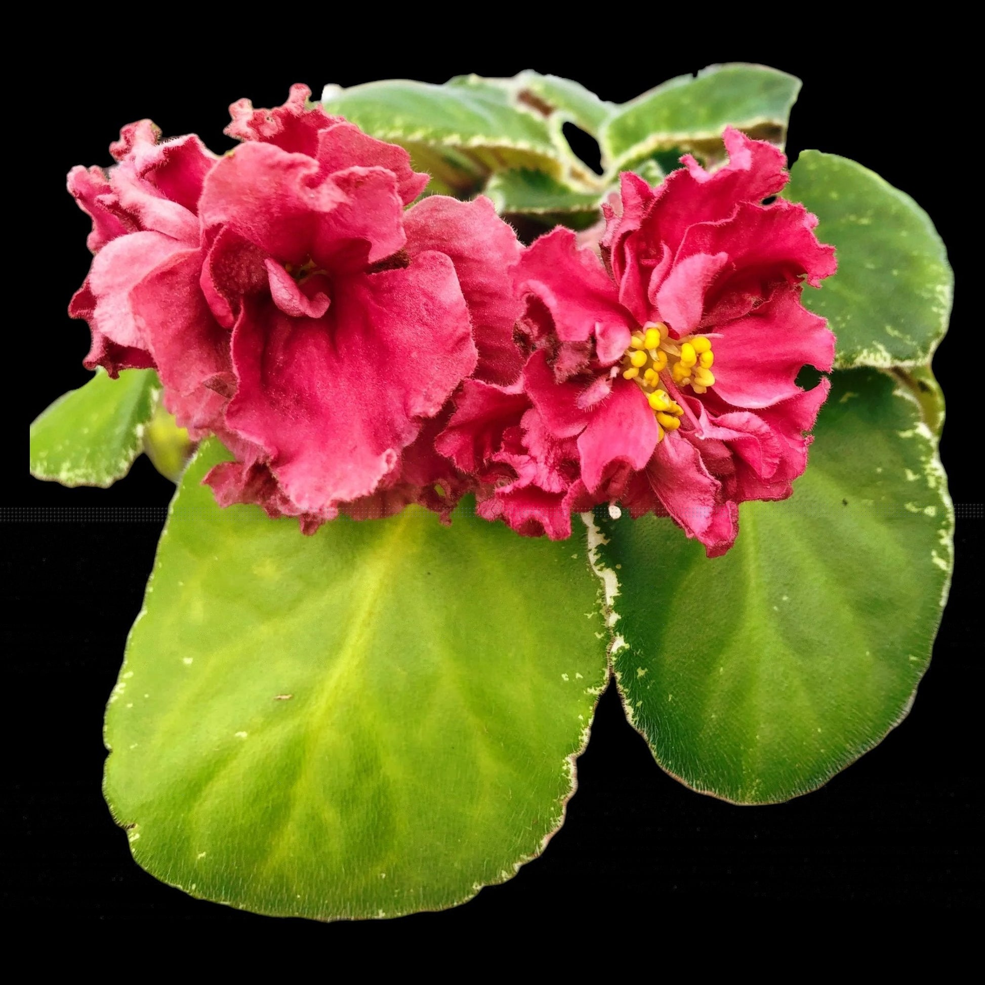 Grower pick 4 inch African Violet - Dr. Bill's Orchids, LLC