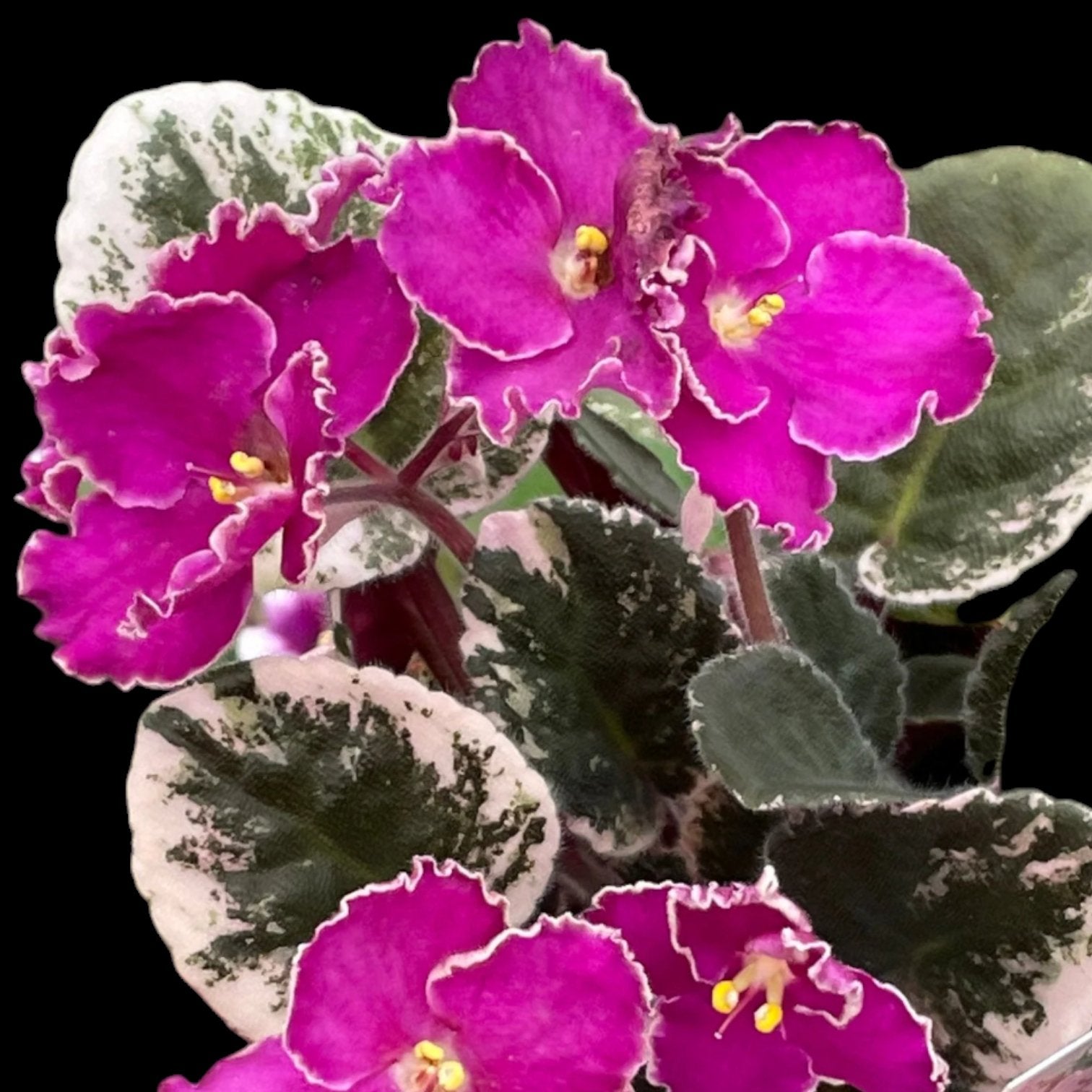 Grower pick 4 inch African Violet - Dr. Bill's Orchids, LLC