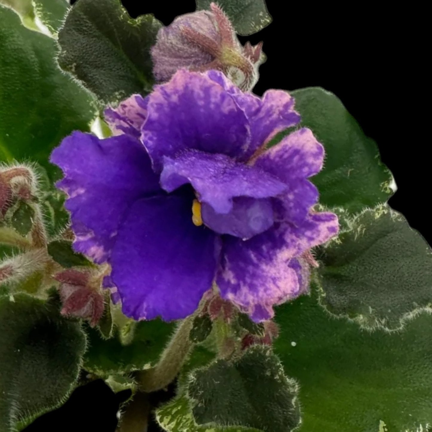 Grower pick 4 inch African Violet - Dr. Bill's Orchids, LLC