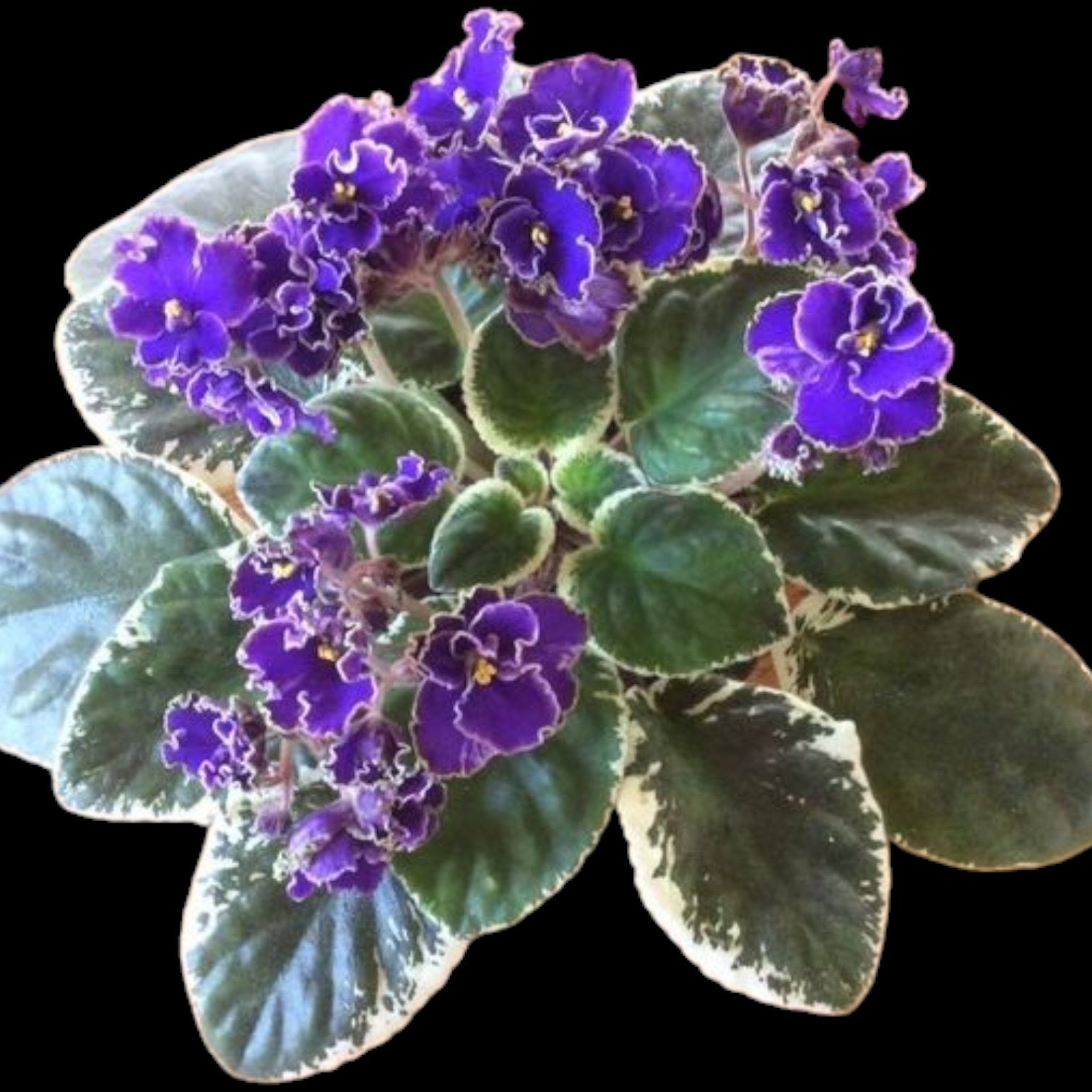 Grower pick 4 inch African Violet - Dr. Bill's Orchids, LLC