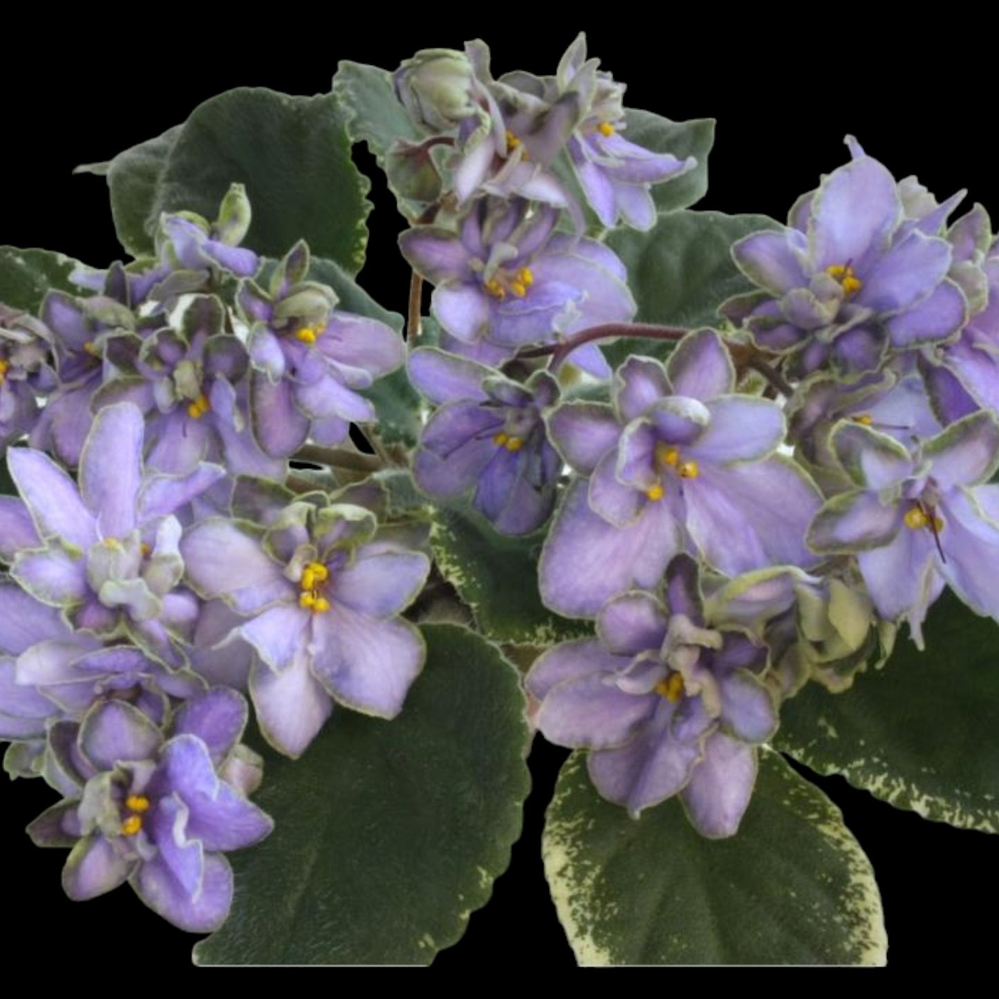 Grower pick 4 inch African Violet - Dr. Bill's Orchids, LLC