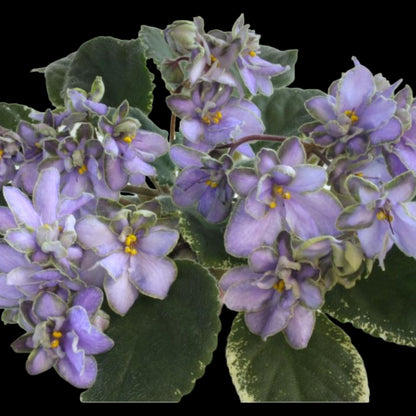 Grower pick 4 inch African Violet - Dr. Bill's Orchids, LLC