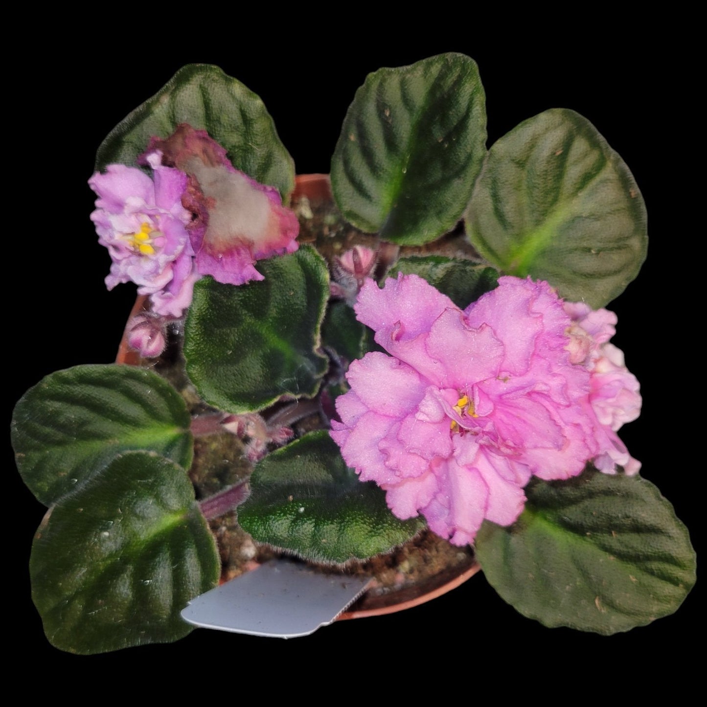 Grower pick 4 inch African Violet - Dr. Bill's Orchids, LLC