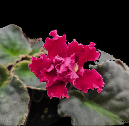 Grower pick 4 inch African Violet - Dr. Bill's Orchids, LLC