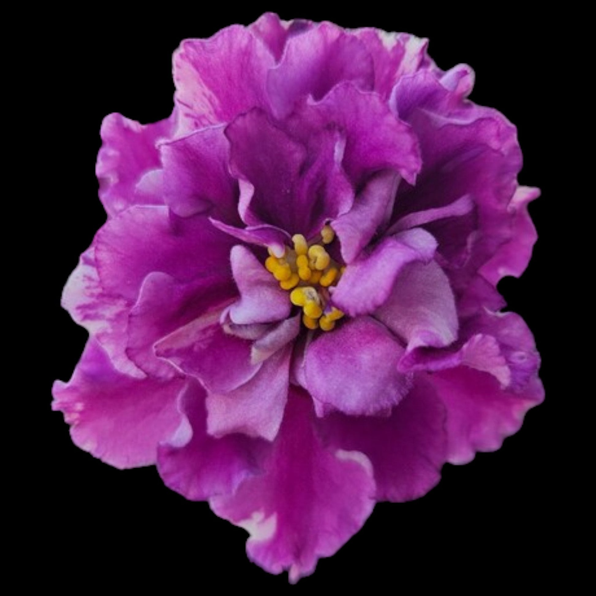 Grower pick 4 inch African Violet - Dr. Bill's Orchids, LLC