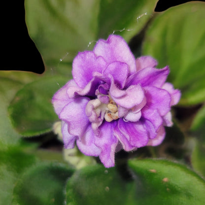 Grower pick 4 inch African Violet - Dr. Bill's Orchids, LLC