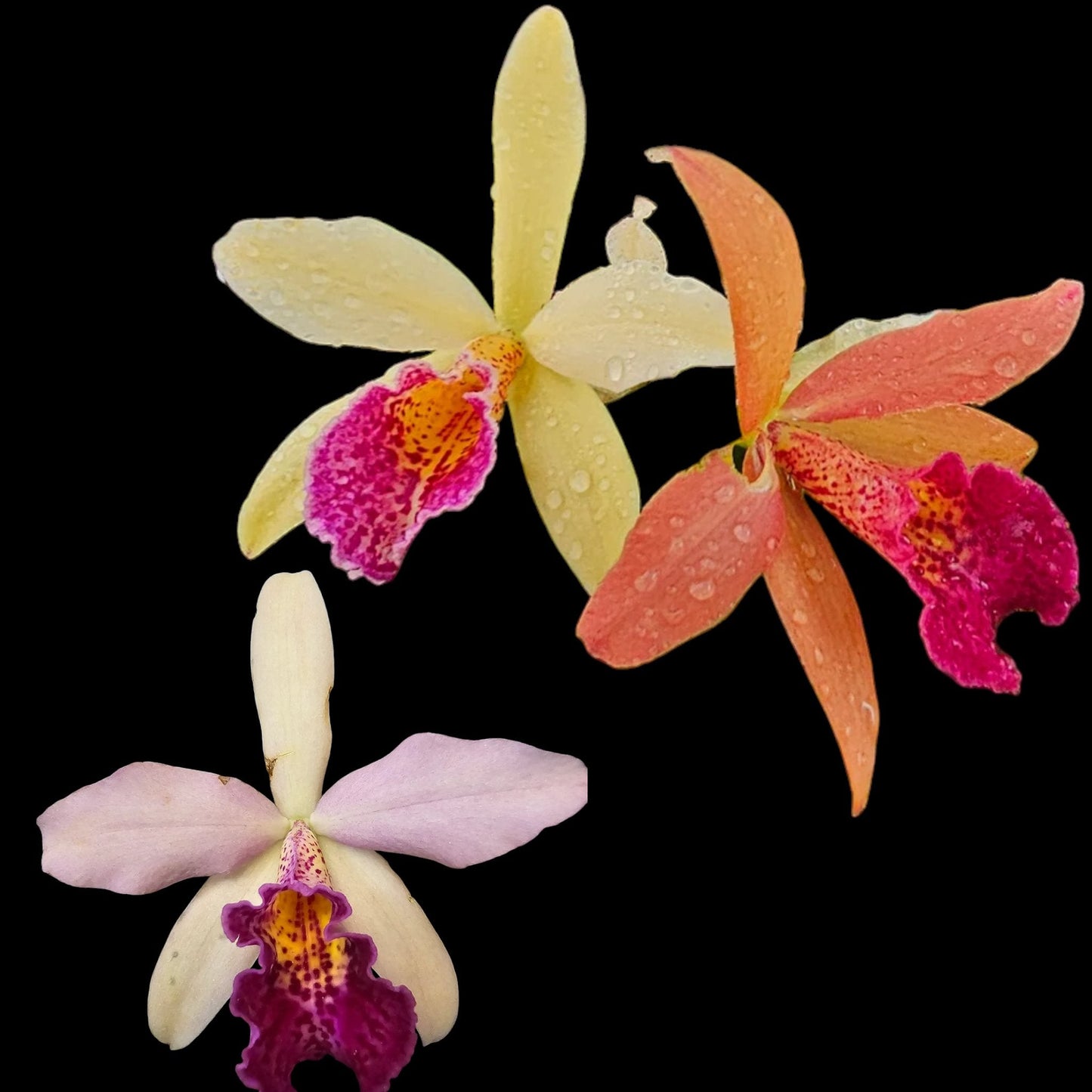 Grower's Pick Bud/spike orchid assortment - Dr. Bill's Orchids, LLC