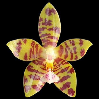 Grower's Pick Bud/spike orchid assortment - Dr. Bill's Orchids, LLC