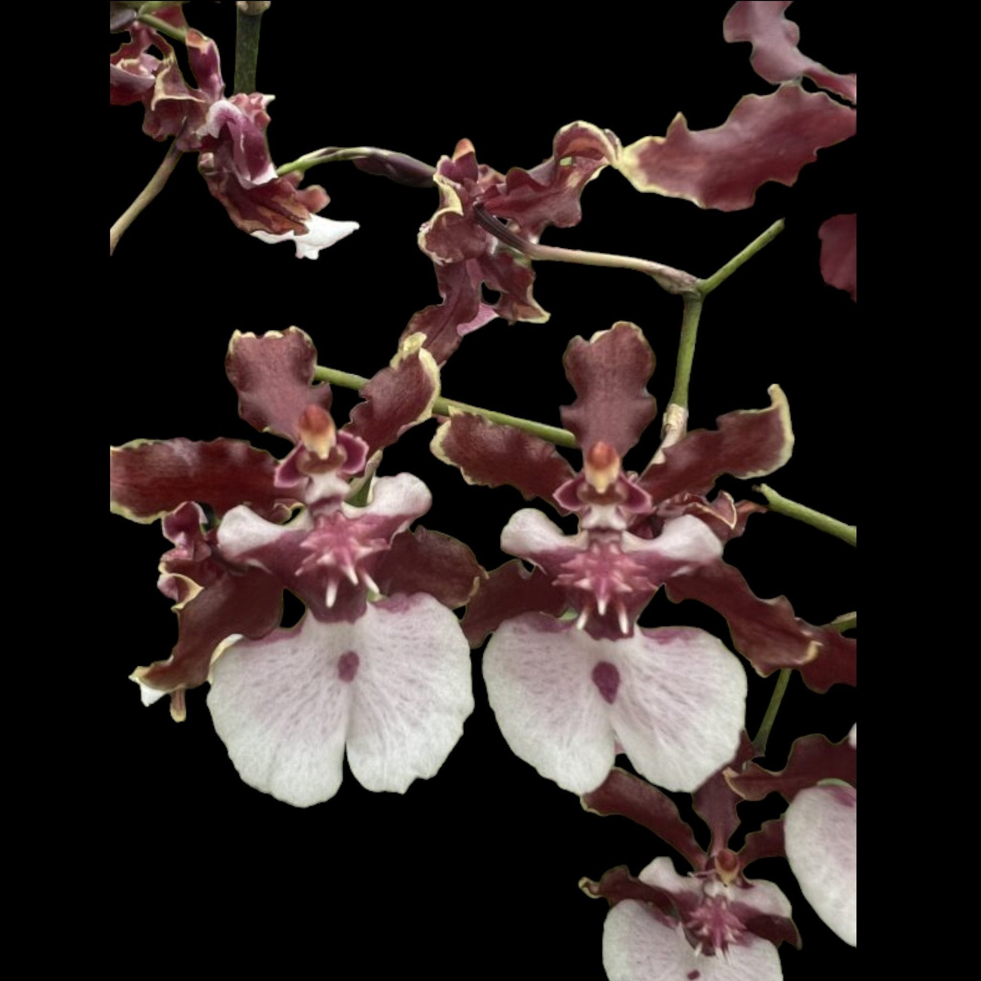 Grower's Pick Bud/spike orchid assortment - Dr. Bill's Orchids, LLC