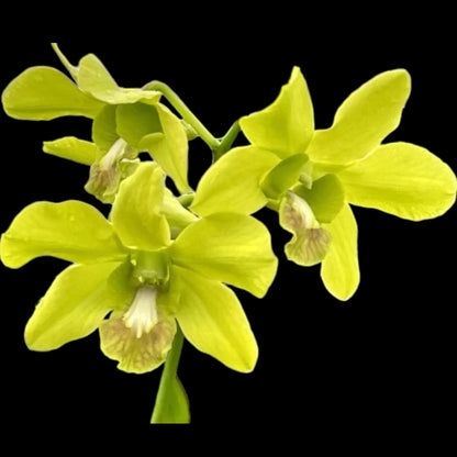 Grower's Pick Bud/spike orchid assortment - Dr. Bill's Orchids, LLC