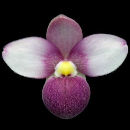 Grower's Pick Bud/spike orchid assortment - Dr. Bill's Orchids, LLC