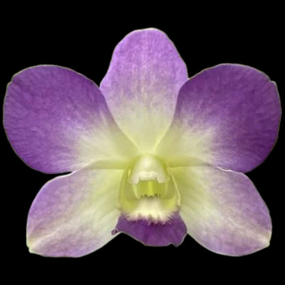 Grower's Pick Bud/spike orchid assortment - Dr. Bill's Orchids, LLC