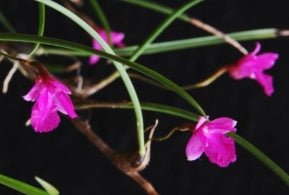 Isabelia pulchella - Dr. Bill's Orchids, LLC