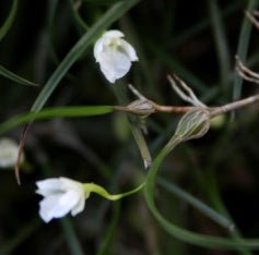 Isabelia pulchella alba - Dr. Bill's Orchids, LLC