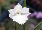 Isabelia pulchella alba - Dr. Bill's Orchids, LLC