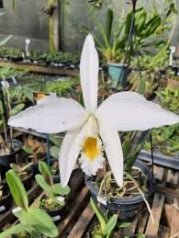 L. jongheana alba - Dr. Bill's Orchids, LLC