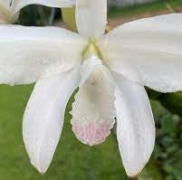L. perrinii carnea x self - Dr. Bill's Orchids, LLC