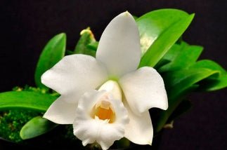 Laelia alaorii alba x self - Dr. Bill's Orchids, LLC
