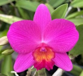Laelia alaoriii x Sl. Orpetii - Dr. Bill's Orchids, LLC