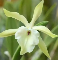 Laelia glauca - Dr. Bill's Orchids, LLC