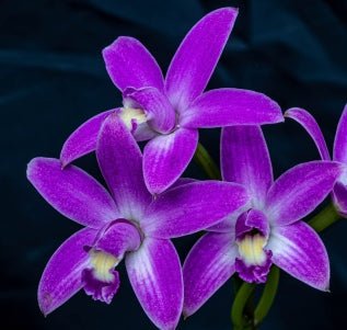 Laelia (harpophylla x rupestris) - Dr. Bill's Orchids, LLC