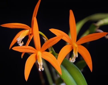 Laelia (harpophylla x rupestris) - Dr. Bill's Orchids, LLC