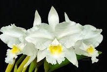 Laelia jongheana alba x C. lueddemanniana alba - Dr. Bill's Orchids, LLC