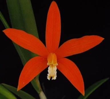 Laelia kautskyana - Dr. Bill's Orchids, LLC