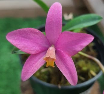 Laelia kettieana x Sophronitis pygmaea - Dr. Bill's Orchids, LLC